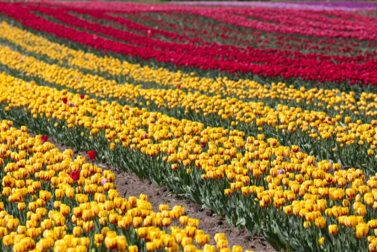 Spring In Washington State Put some spring in your step! Best seasonal activities around ...